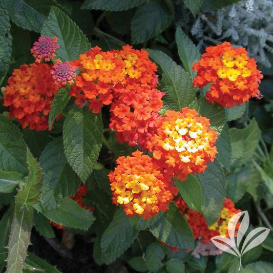 Lantana "Confetti" Live Starter Plants | 4-6 Inches Tall | Attracts Butterflies, Ideal for Containers, Easy Maintenance