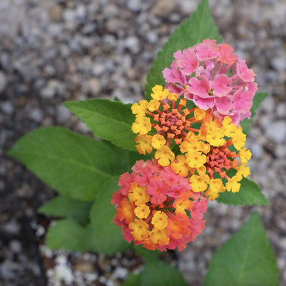 Lantana "Confetti" Live Starter Plants | 4-6 Inches Tall | Attracts Butterflies, Ideal for Containers, Easy Maintenance
