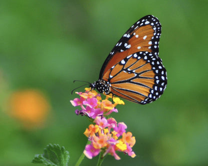 Lantana "Confetti" Live Starter Plants | 4-6 Inches Tall | Attracts Butterflies, Ideal for Containers, Easy Maintenance