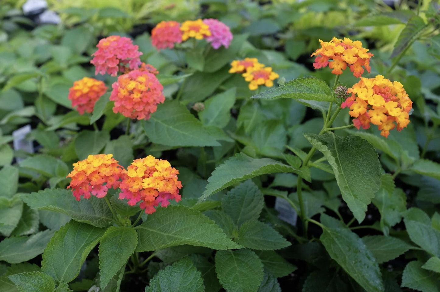 Lantana "Confetti" Live Starter Plants | 4-6 Inches Tall | Attracts Butterflies, Ideal for Containers, Easy Maintenance