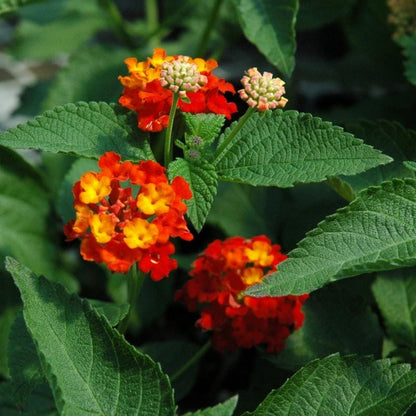 Lantana "Dallas Red" Live Starter Plants | 4-6 Inches Tall | Attracts Butterflies, Perfect for Containers, Low Maintenance