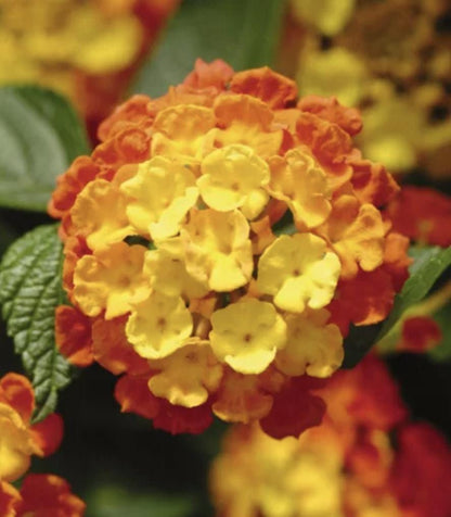 Lantana Plants Live - Fireworks Pack of 3 Lantana Live Plants for Planting - 4-6 Inches Tall - Attracts Butterflies, Perfect for Containers