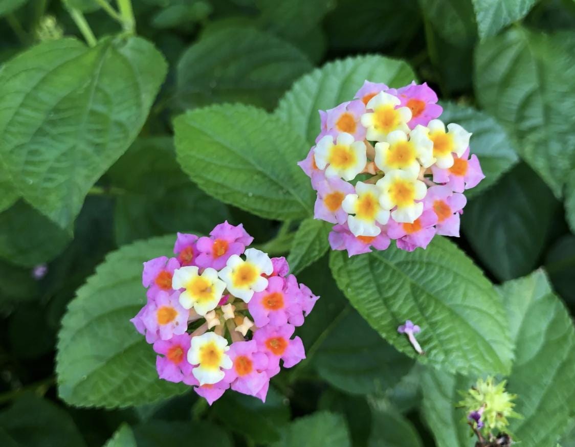 Lantana Plants Live - Ham and Eggs Pack of 3 Lantana Live Plants for Planting - 4-6 Inches Tall - Attracts Butterflies