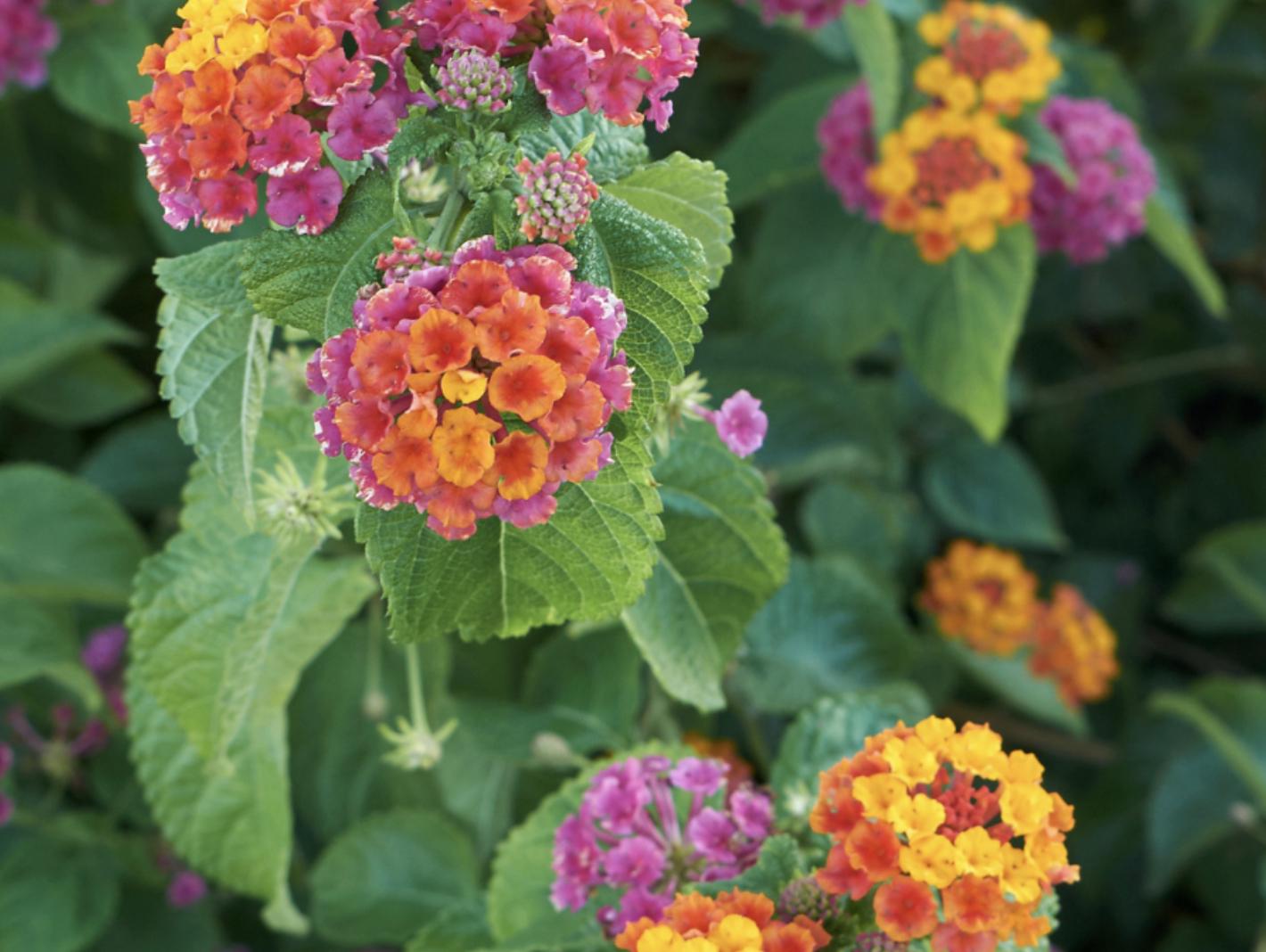 Lantana Irene Live Plants (Pack of 3): Purple & Gold Blooms