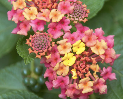 Lantana Irene Live Plants (Pack of 3): Purple & Gold Blooms