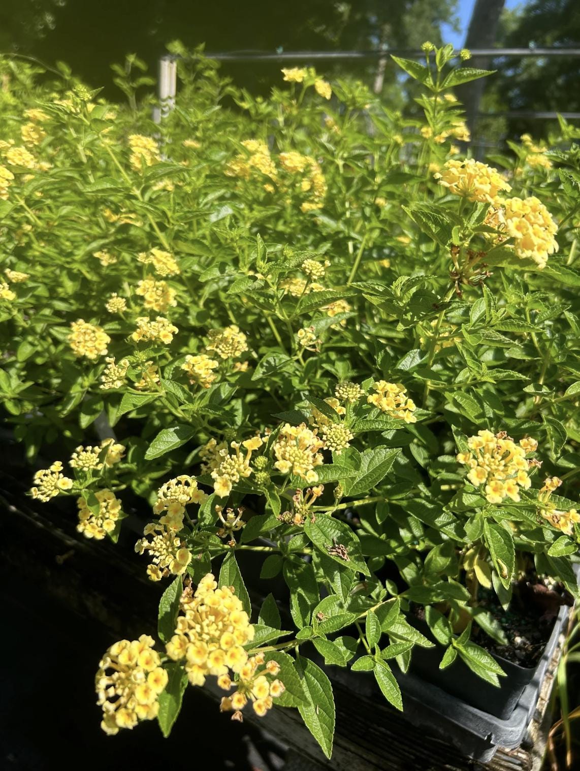 Lantana Plants Live - Lemon Drop Pack of 3 Lantana Live Plants for Planting - 4-6 Inches Tall - Attracts Butterflies, Perfect for Containers