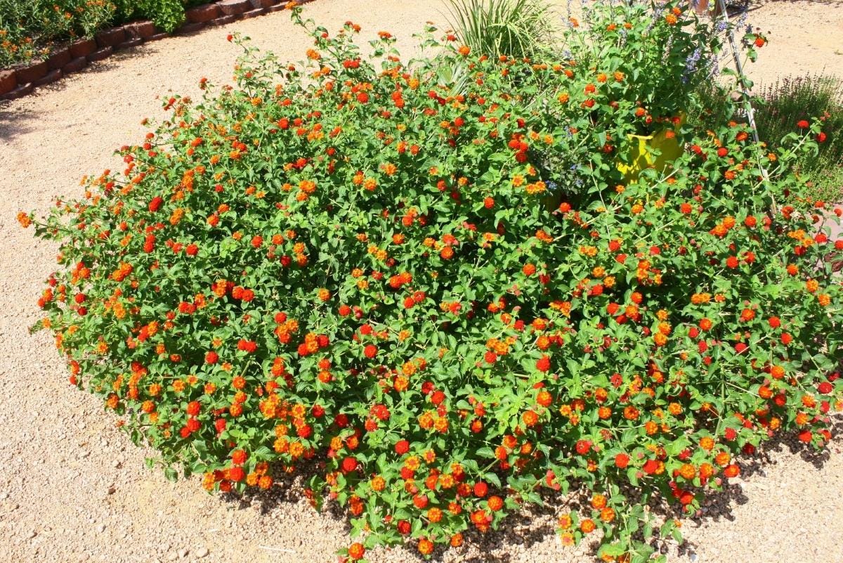 Lantana Plants Live - Red Spread Pack of 3 Lantana Live Plants for Planting - 4-6 Inches Tall - Attracts Butterflies, Perfect for Containers