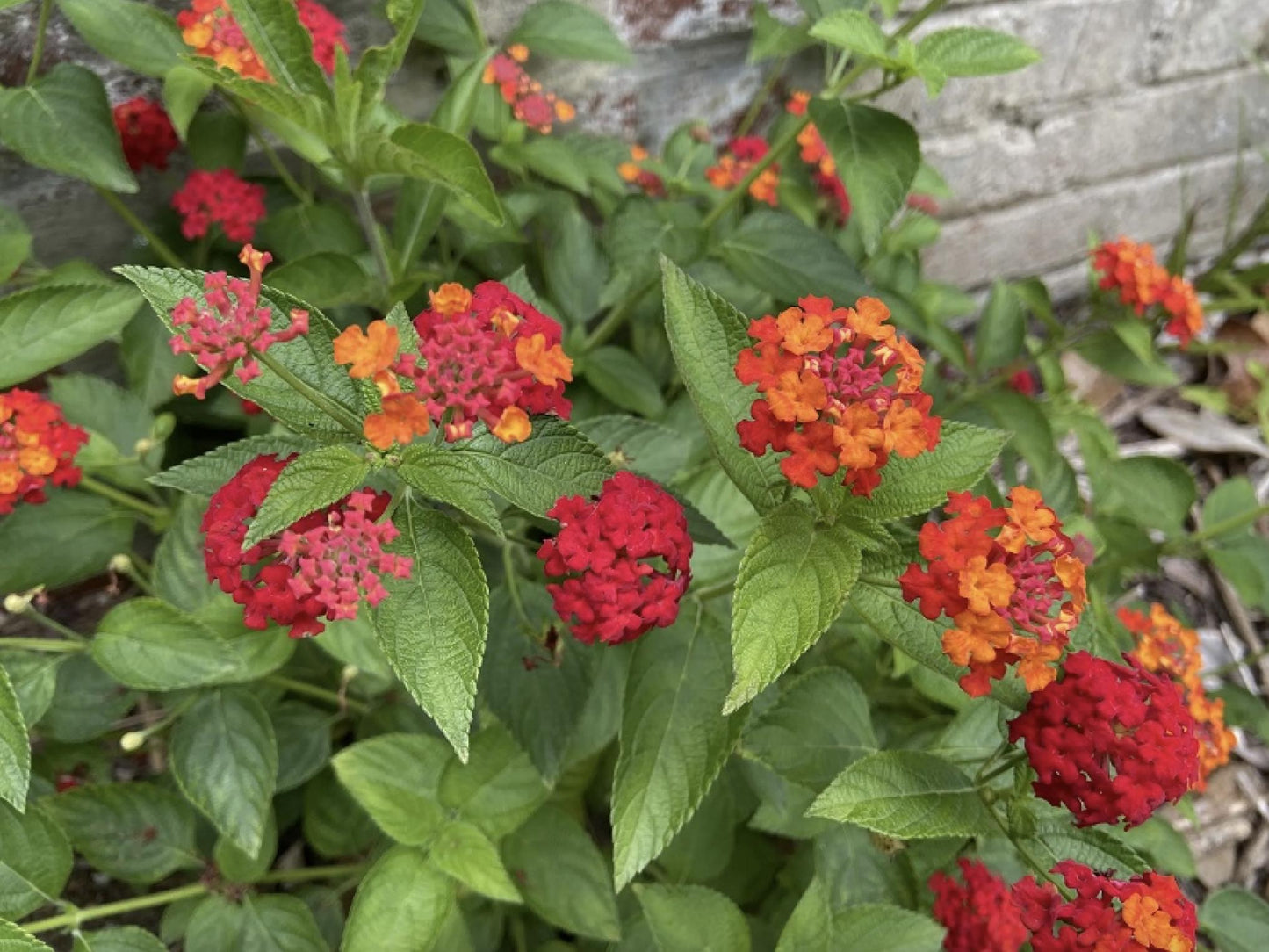 Lantana Plants Live - Red Spread Pack of 3 Lantana Live Plants for Planting - 4-6 Inches Tall - Attracts Butterflies, Perfect for Containers