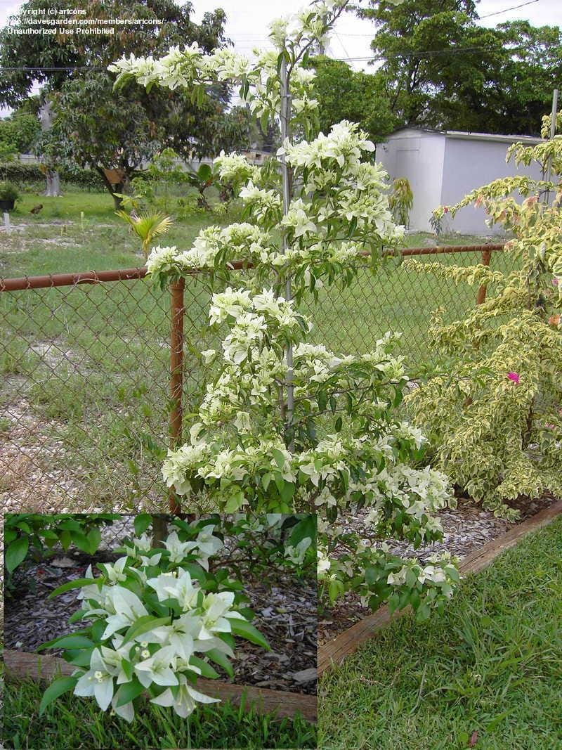 White Bougainvillea Flower Plants - Pack of 2 Live Key West White Bougainvilleas - 4-6 Inches Tall - Vibrant Blooms