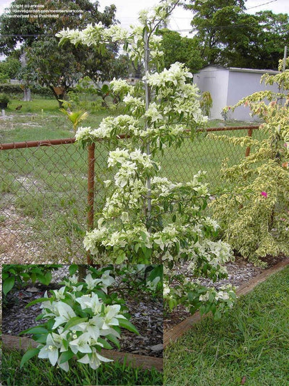 White Bougainvillea Flower Plants - Pack of 2 Live Key West White Bougainvilleas - 4-6 Inches Tall - Vibrant Blooms
