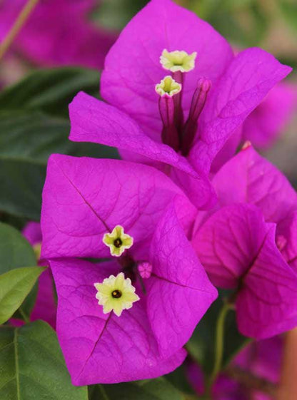 Purple Bougainvillea Flower Plants - Pack of 2 Live Elizabeth Angus Bougainvilleas - 4-6 Inches Tall - Vibrant Blooms