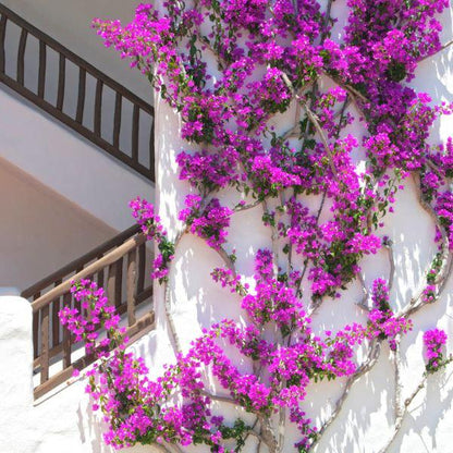 Purple Bougainvillea Flower Plants - Pack of 2 Live Elizabeth Angus Bougainvilleas - 4-6 Inches Tall - Vibrant Blooms