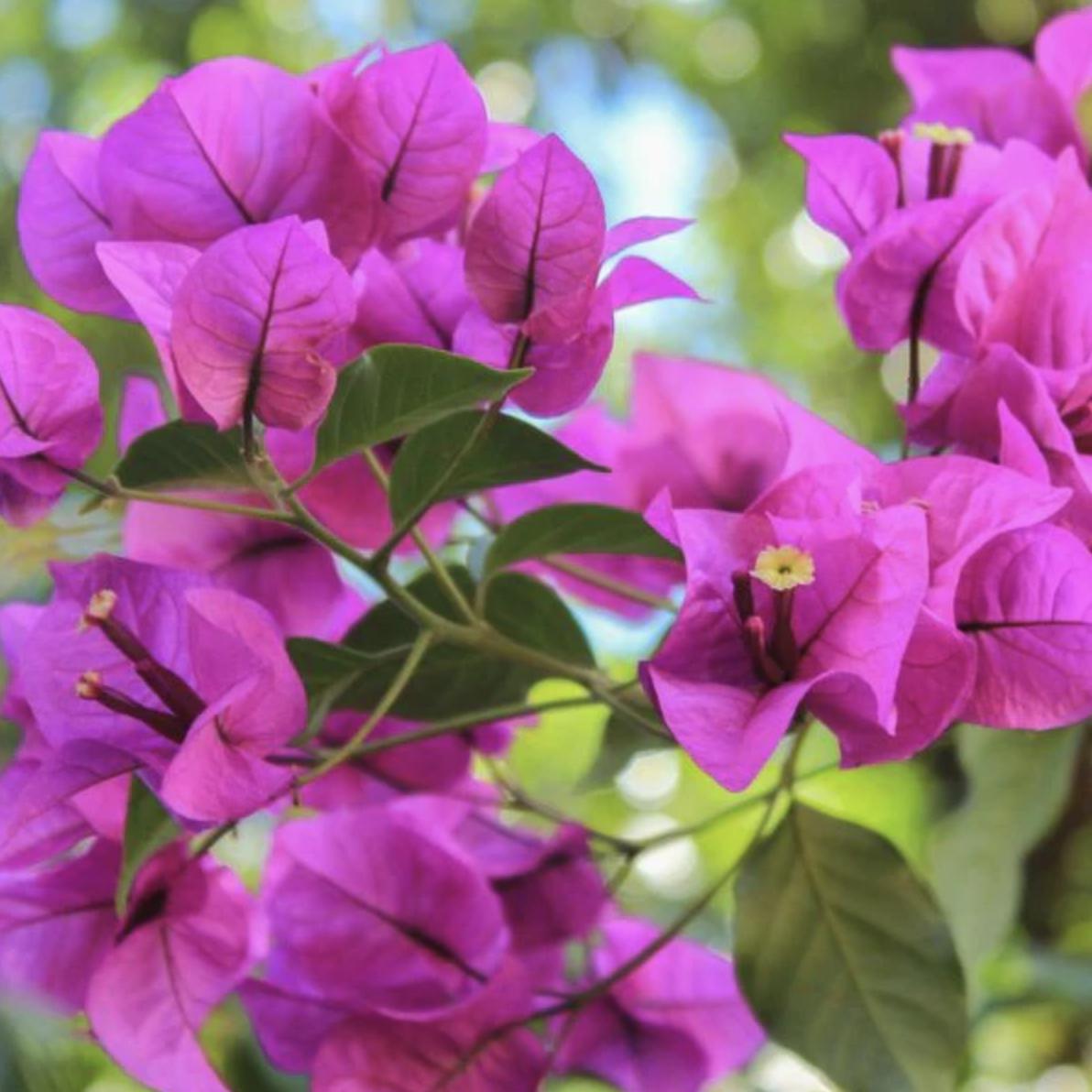 Purple Bougainvillea Flower Plants - Pack of 2 Live Elizabeth Angus Bougainvilleas - 4-6 Inches Tall - Vibrant Blooms