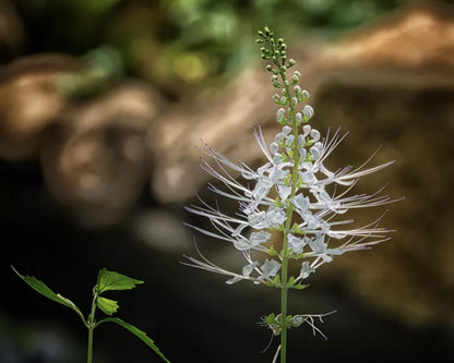White Cat Whiskers Live Plants - Pack of 2 - Orthosiphon Stameneus - Java Tea Perennial Flowering Shrub - 4-6 Inches Tall