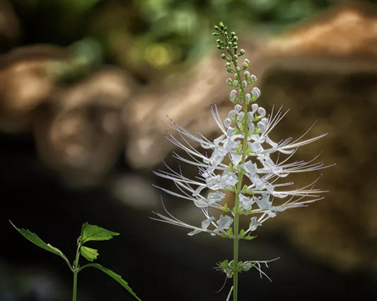 White Cat Whiskers Live Plants - Pack of 2 - Orthosiphon Stameneus - Java Tea Perennial Flowering Shrub - 4-6 Inches Tall