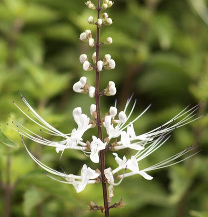 White Cat Whiskers Live Plants - Pack of 2 - Orthosiphon Stameneus - Java Tea Perennial Flowering Shrub - 4-6 Inches Tall