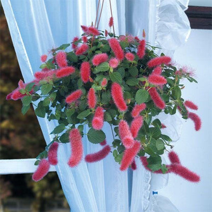 Firetail Chenille Plants - Pack of 2 Dwarf Chenille Live Plants - 4-6 Inches Tall - Unique Red Fuzzy Blooms Acalypha pendula
