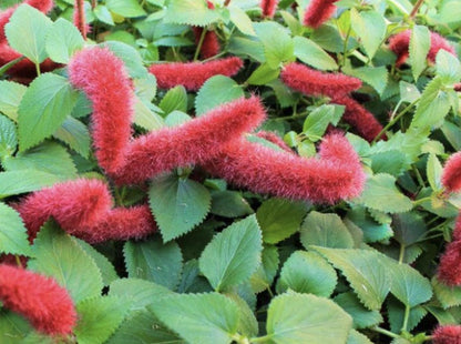 Firetail Chenille Plants - Pack of 2 Dwarf Chenille Live Plants - 4-6 Inches Tall - Unique Red Fuzzy Blooms Acalypha pendula