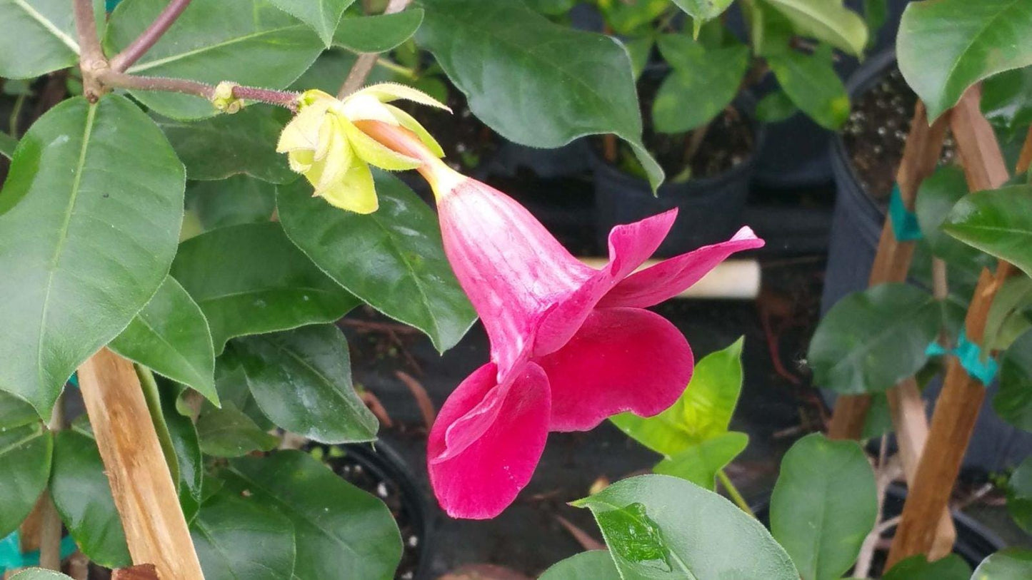 Allamanda Red Live Plants - Pack of 2 Brazilian Allamanda 'Lil Red ' Live Plants - 4-6 Inches Tall - Vibrant Red Blooms