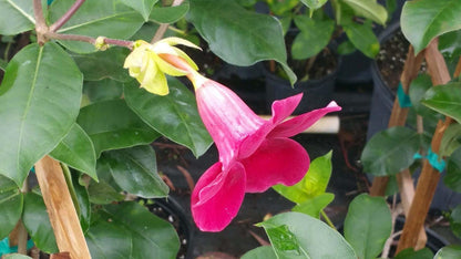Allamanda Red Live Plants - Pack of 2 Brazilian Allamanda 'Lil Red ' Live Plants - 4-6 Inches Tall - Vibrant Red Blooms