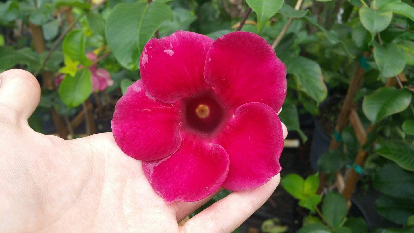 Allamanda Red Live Plants - Pack of 2 Brazilian Allamanda 'Lil Red ' Live Plants - 4-6 Inches Tall - Vibrant Red Blooms