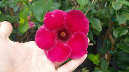 Allamanda Red Live Plants - Pack of 2 Brazilian Allamanda 'Lil Red ' Live Plants - 4-6 Inches Tall - Vibrant Red Blooms