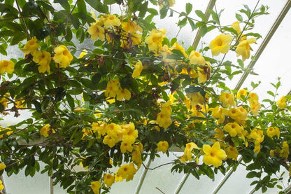 Allamanda Golden Trumpet - Pack of 2 Live Plants Yellow Flower Plants- 'Brown Bud' Hendersonii - 4-6 Inches Tall - Tropical Yellow Blooms