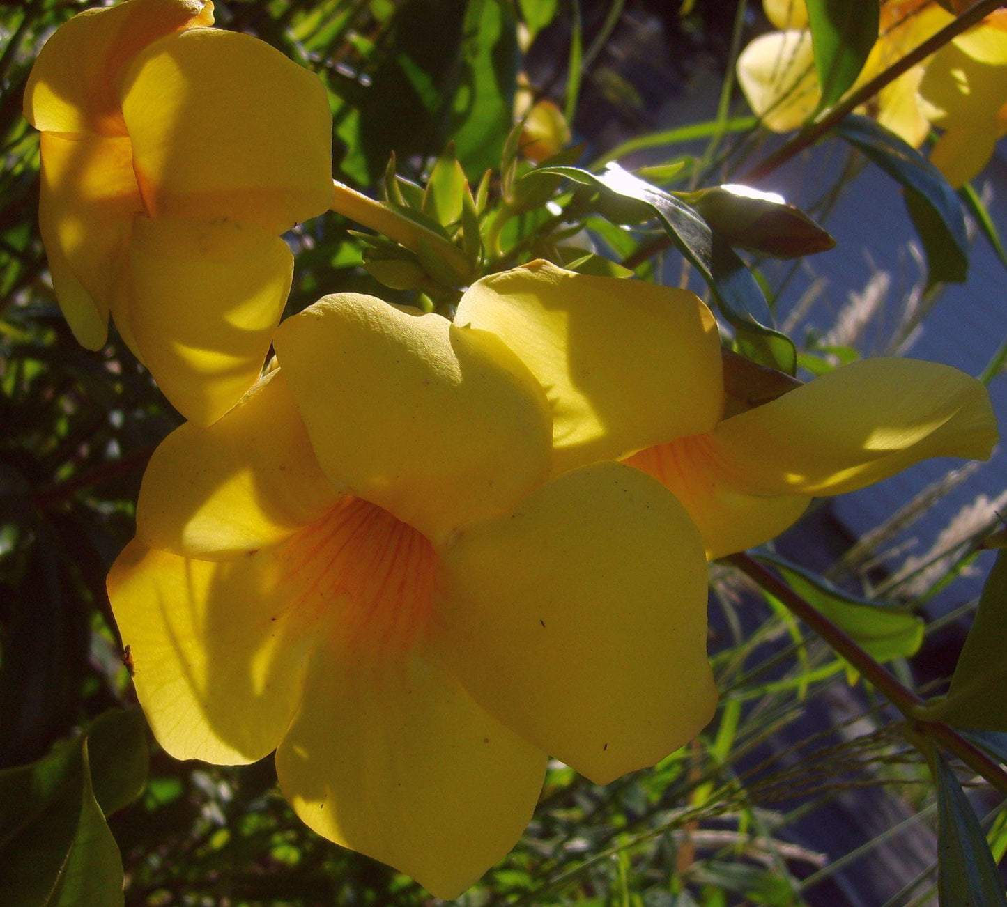 Allamanda Golden Trumpet - Pack of 2 Live Plants Yellow Flower Plants- 'Brown Bud' Hendersonii - 4-6 Inches Tall - Tropical Yellow Blooms