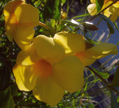 Allamanda Golden Trumpet - Pack of 2 Live Plants Yellow Flower Plants- 'Brown Bud' Hendersonii - 4-6 Inches Tall - Tropical Yellow Blooms