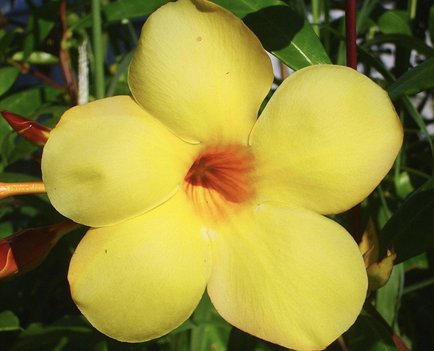 Allamanda Golden Trumpet - Pack of 2 Live Plants Yellow Flower Plants- 'Brown Bud' Hendersonii - 4-6 Inches Tall - Tropical Yellow Blooms