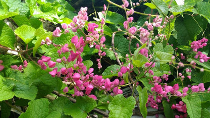 Pink Coral Vine  - Antigonon Leptopus - Pack of 2 Live Plants - Mexican Creeper - 4-6 Inches Tall - Climbing Pink Blooms - Fast Growing