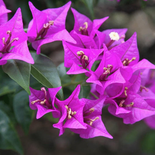Live Purple Bougainvillea Glabra Lilac Plant: Hardy Tropical Vine (Pack of 2)
