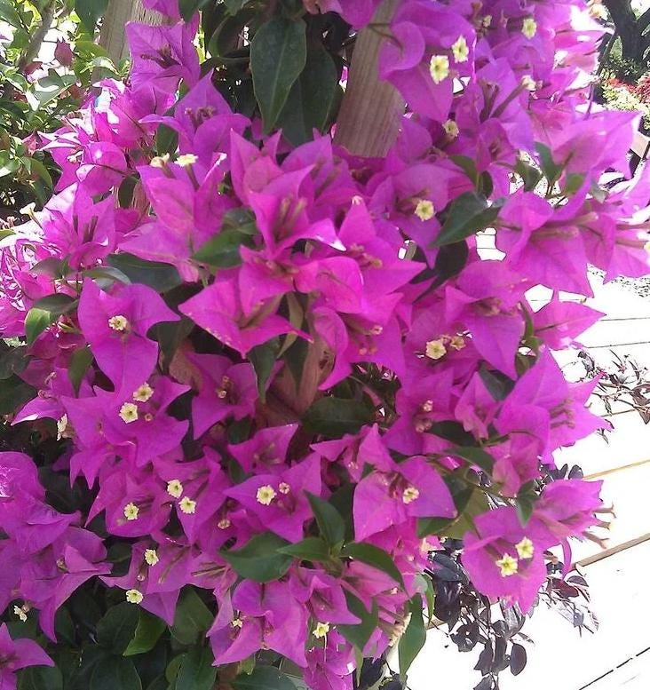 Live Purple Bougainvillea Glabra Lilac Plant: Hardy Tropical Vine (Pack of 2)