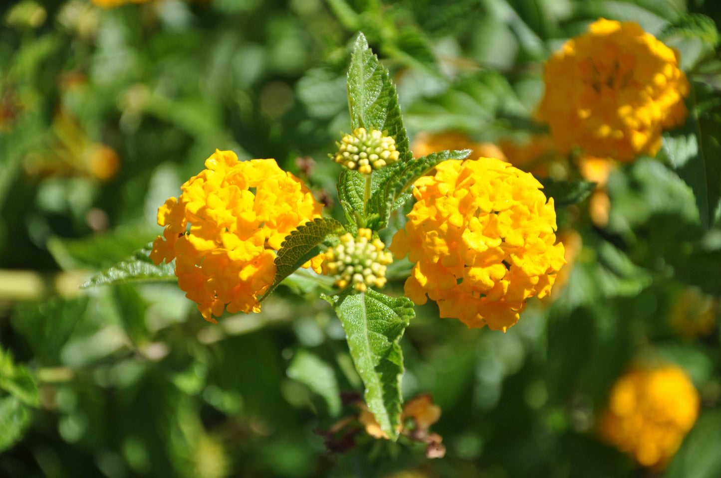 Lantana New Gold Plants – Pack of 2 Bright Yellow Flowering Shrub – Drought Tolerant  Low Maintenance – Great for Containers & Garden Beds