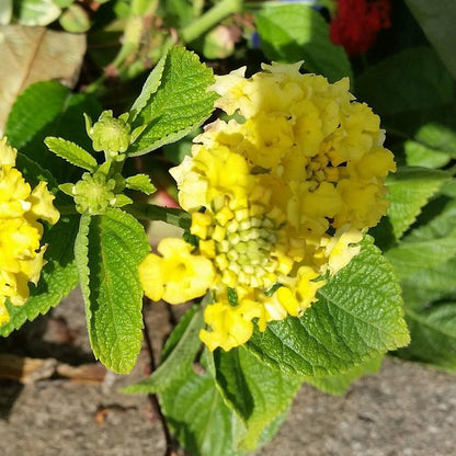 Lantana Plants - Yellow Lantana Lola Pack of 2 Live Plants - 4-6 Inches Tall - Attracts Butterflies, Perfect for Containers & Garden Bed