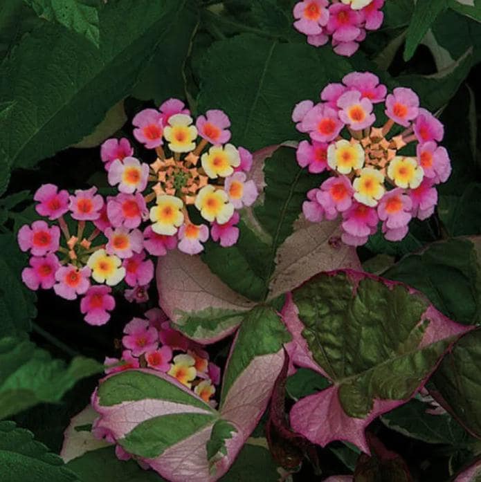 Lantana Plants Live - Pink Caprice Pack of 2 Lantana Live Plant - 4-6 Inches Tall - Attracts Butterflies, Perfect for Containers