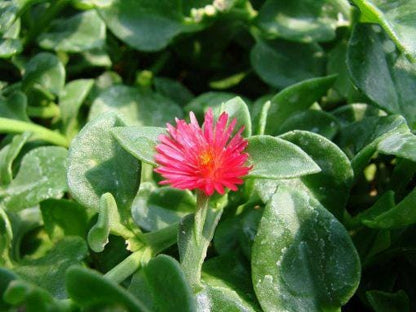 Aptenia Red Apple Live Plants - Pack of 2 - Baby Sun Rose 4-6 Inches Tall - Spreading Succulent with Red Blooms, Drought Tolerant