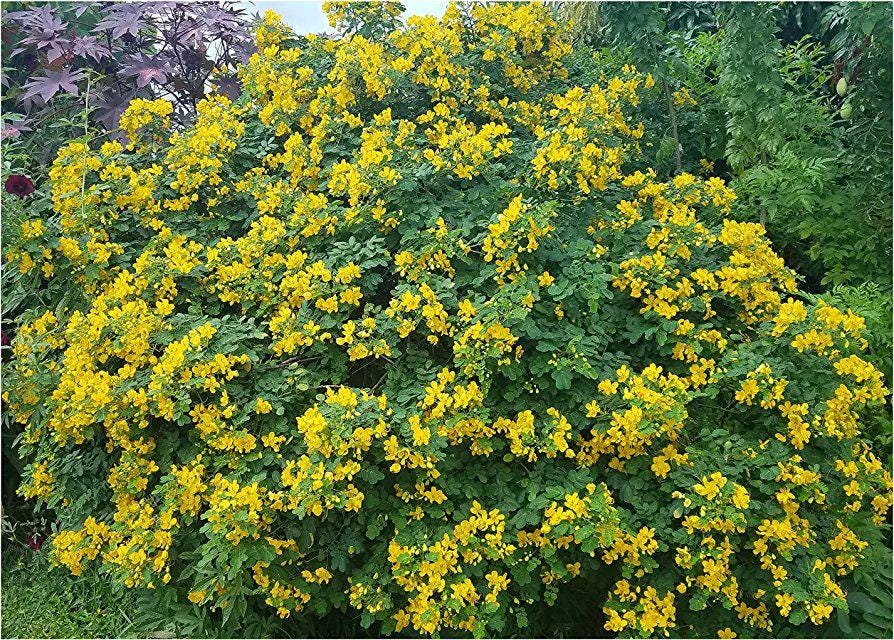 Cassia ‘Butterfly Bush’ (Senna bicapsularis) 2-Pack – 4-6 Inch Starter Plants – Fast-Growing, Butterfly Magnet, Lush Tropical Foliage