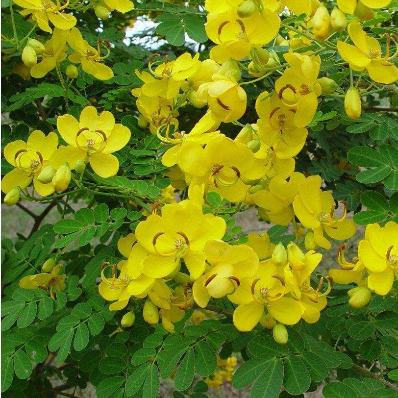 Cassia ‘Butterfly Bush’ (Senna bicapsularis) 2-Pack – 4-6 Inch Starter Plants – Fast-Growing, Butterfly Magnet, Lush Tropical Foliage
