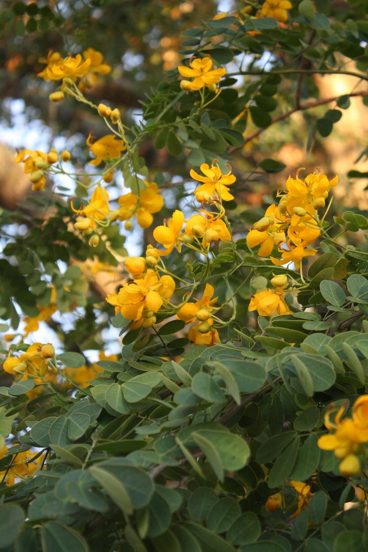 Cassia ‘Butterfly Bush’ (Senna bicapsularis) 2-Pack – 4-6 Inch Starter Plants – Fast-Growing, Butterfly Magnet, Lush Tropical Foliage
