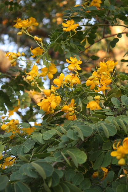Cassia ‘Butterfly Bush’ (Senna bicapsularis) 2-Pack – 4-6 Inch Starter Plants – Fast-Growing, Butterfly Magnet, Lush Tropical Foliage