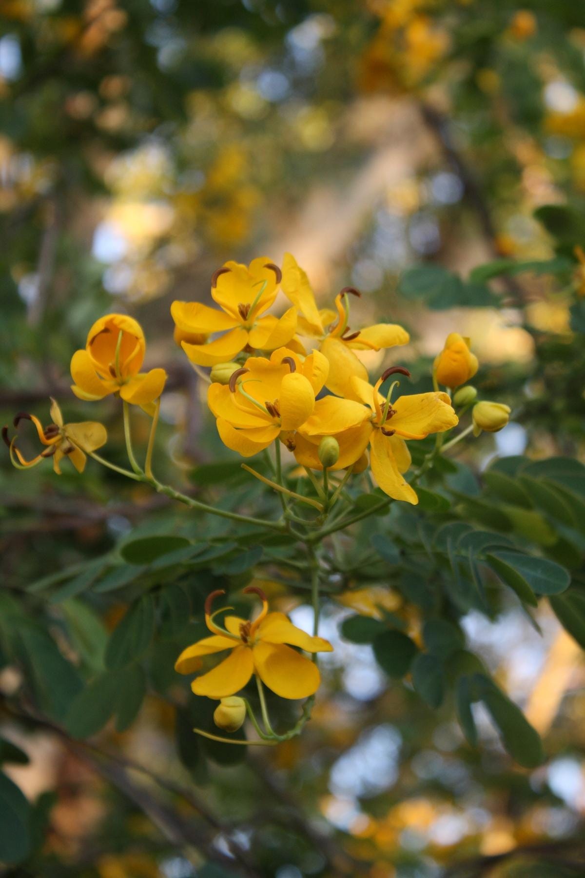 Cassia ‘Butterfly Bush’ (Senna bicapsularis) 2-Pack – 4-6 Inch Starter Plants – Fast-Growing, Butterfly Magnet, Lush Tropical Foliage