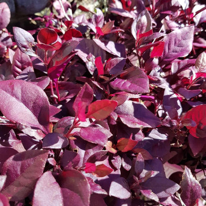 Alternanthera ‘Little Ruby’ – Pack of 2 Starter Plants (4-6 Inches Tall) – Ruby-Purple Foliage – Ideal for Borders, Patios, and Indoor Décor