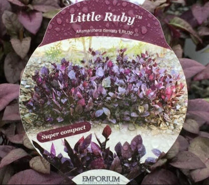 Alternanthera ‘Little Ruby’ – Pack of 2 Starter Plants (4-6 Inches Tall) – Ruby-Purple Foliage – Ideal for Borders, Patios, and Indoor Décor