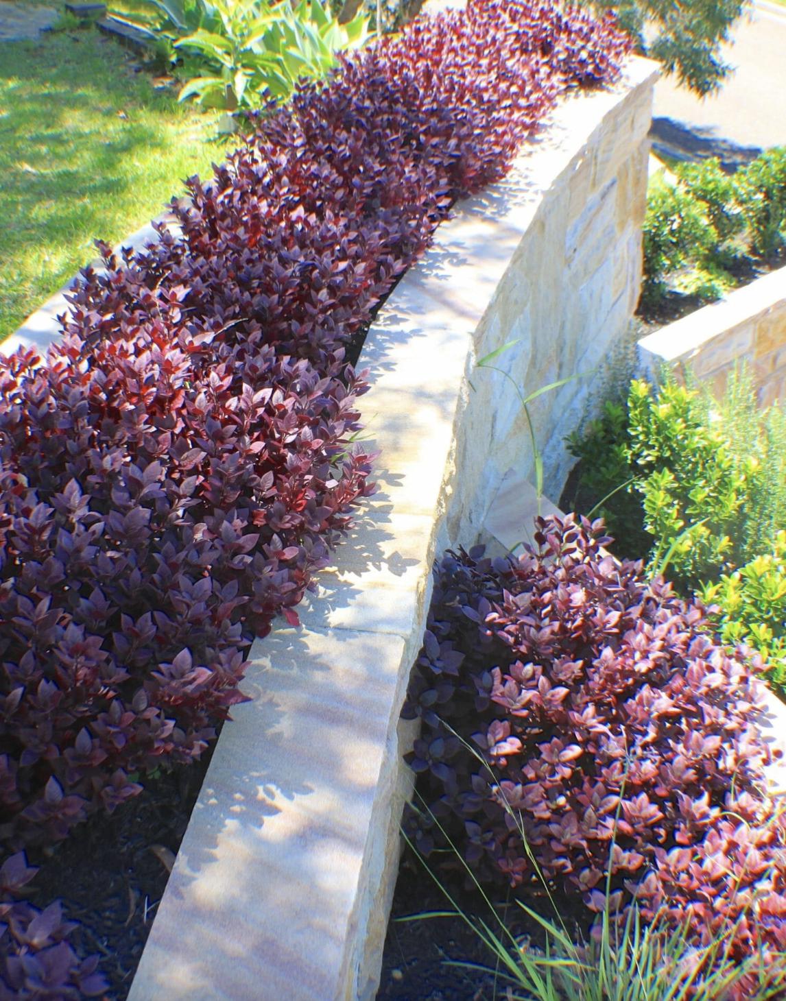 Alternanthera ‘Little Ruby’ – Pack of 2 Starter Plants (4-6 Inches Tall) – Ruby-Purple Foliage – Ideal for Borders, Patios, and Indoor Décor