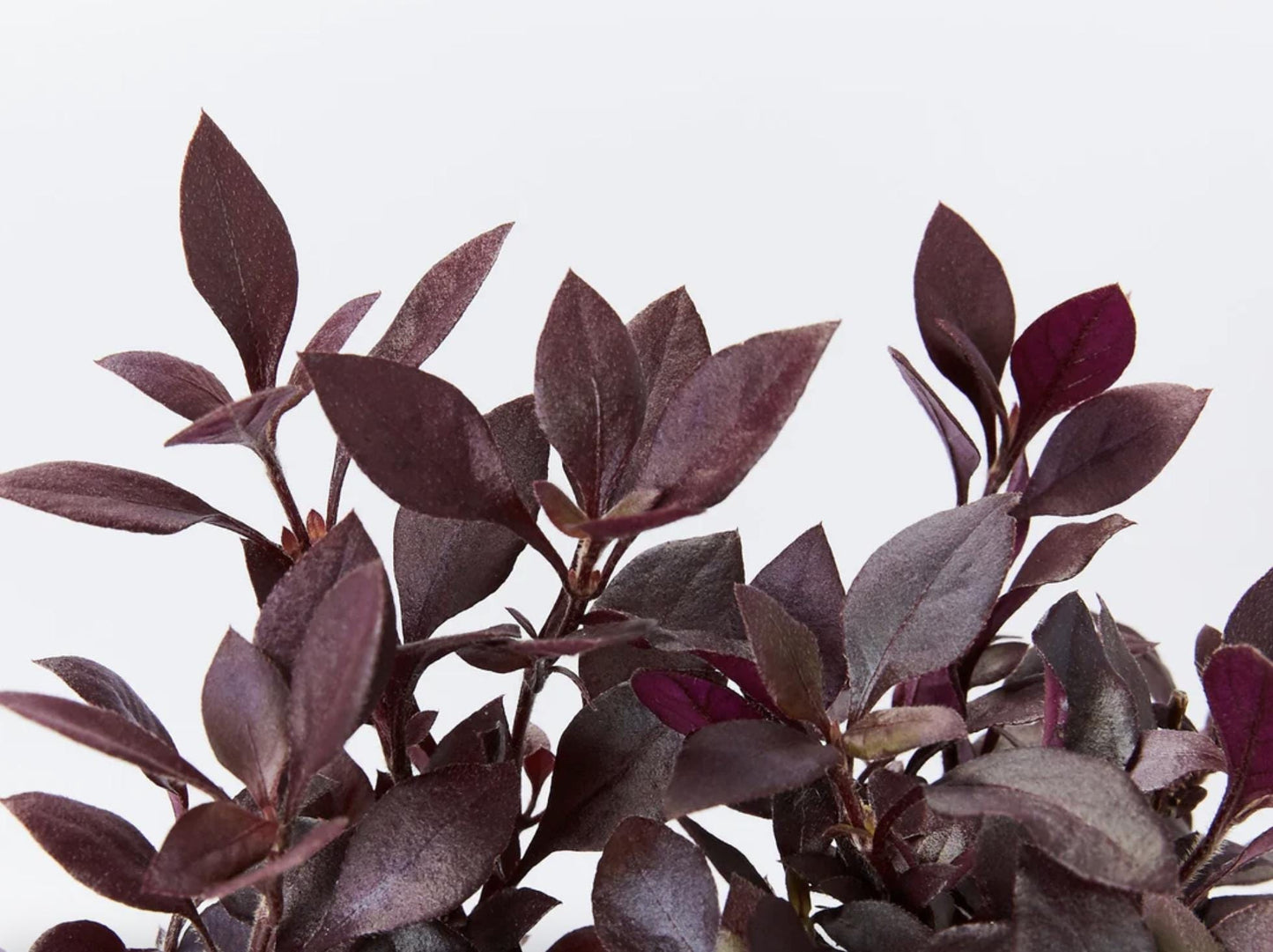 Alternanthera ‘Little Ruby’ – Pack of 2 Starter Plants (4-6 Inches Tall) – Ruby-Purple Foliage – Ideal for Borders, Patios, and Indoor Décor