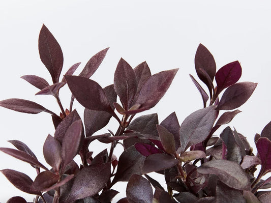 Alternanthera ‘Little Ruby’ – Pack of 2 Starter Plants (4-6 Inches Tall) – Ruby-Purple Foliage – Ideal for Borders, Patios, and Indoor Décor