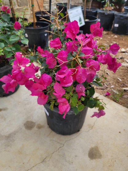 Pink Bougainvillea Plants - Live Bougainvillea Juanita Hatten Plants – Pack of 2 – Vibrant Pink Blooms – Hardy Flowering Vine