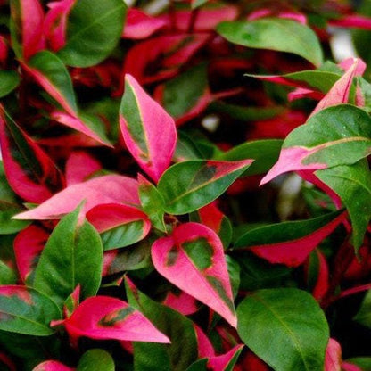Alternanthera Party Time Joseph's Coat of Many Colors Live Plant - Alternanthera Pack of 2 - Rare Pink-and-Green Variegated Foliage