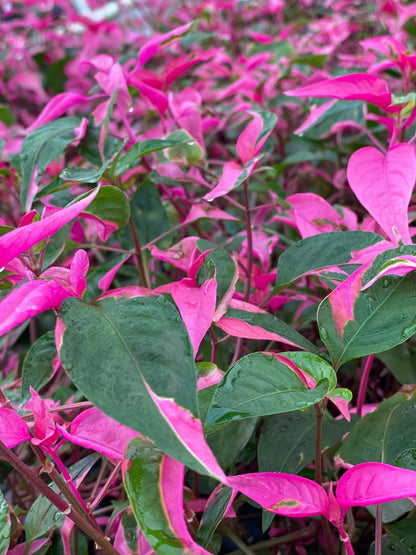 Alternanthera Party Time Joseph's Coat of Many Colors Live Plant - Alternanthera Pack of 2 - Rare Pink-and-Green Variegated Foliage